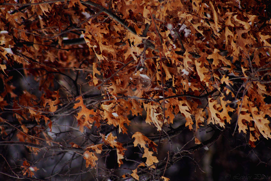 Fall Photograph - Frailty by Derek Szelong