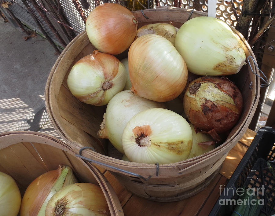 Frais les oignons / Fresh the Fresh Onions Photograph by Dominique Fortier