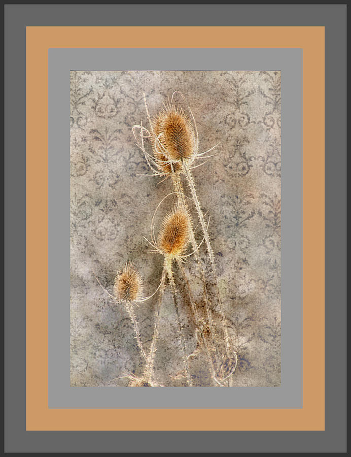 Framed and Textured Nature Photograph by Debbie Nobile