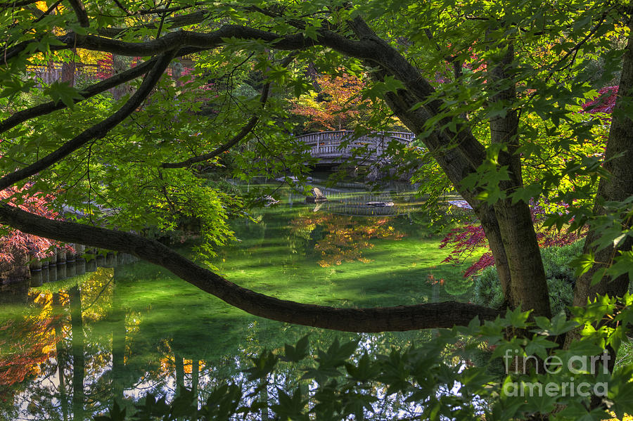 Framed Bridge -  Nishinomiya Japanese Garden Photograph by Mark Kiver