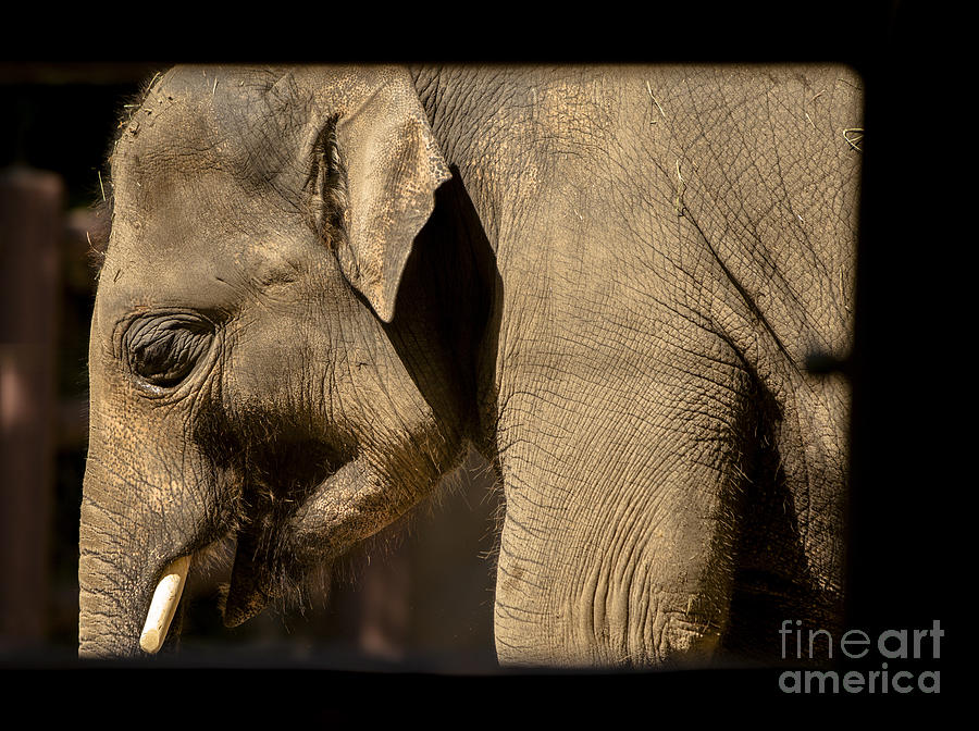 Framed Elephant Photograph by David Millenheft