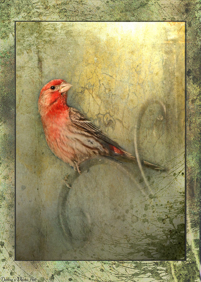 Nature Photograph - Framed Finch by Debbie Portwood