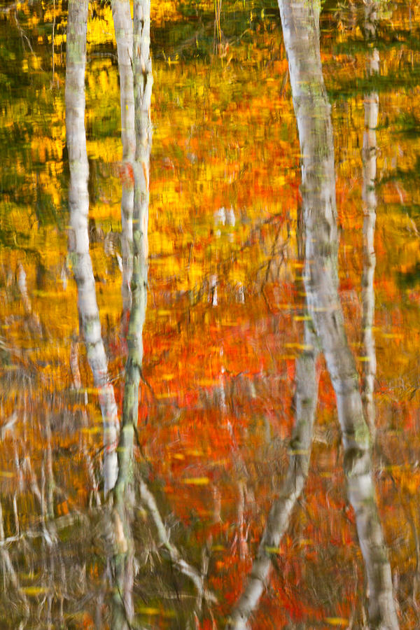 Abstract Photograph - Framed Fire Birches And Foliage Reflection by Jeff Sinon