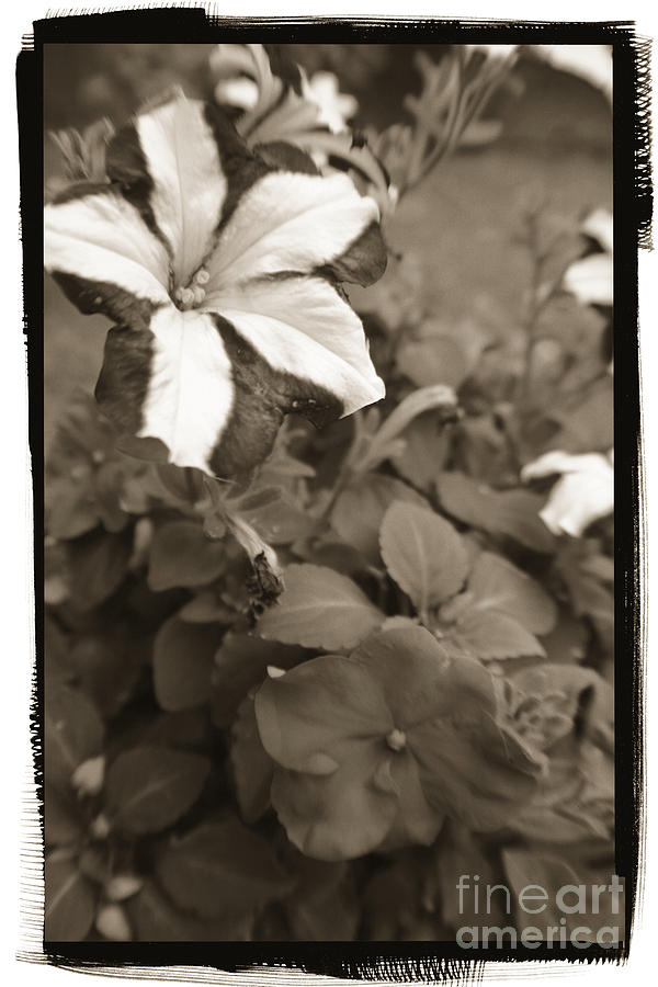Framed Flower Art Photograph