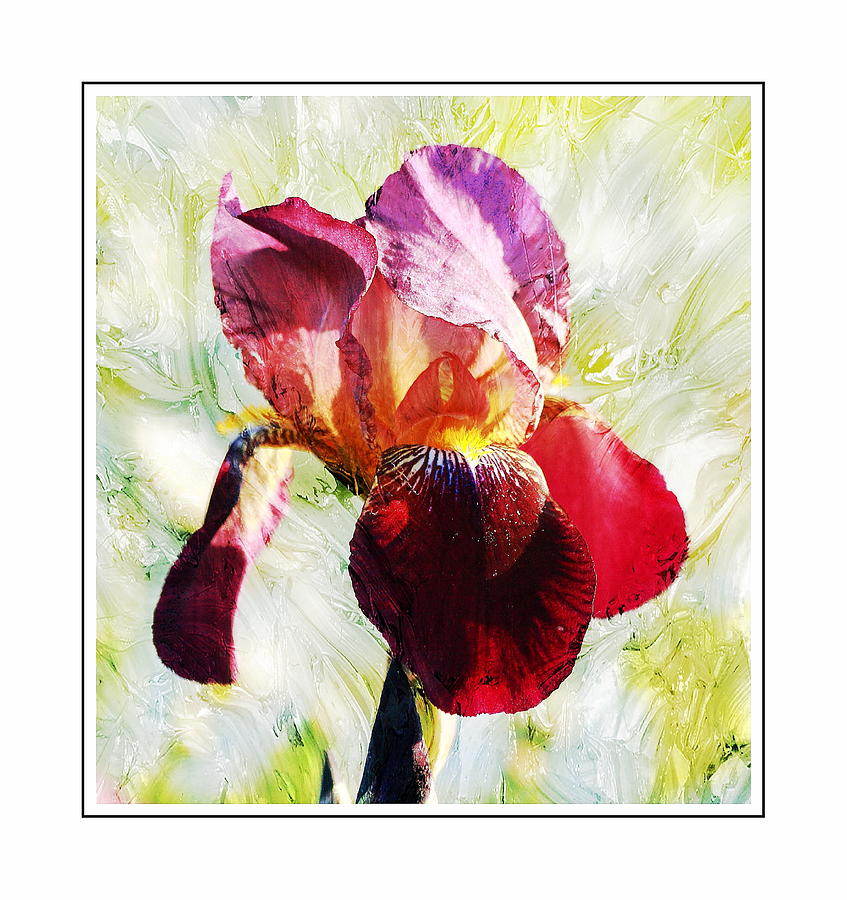 Framed Iris Photograph by Virginia Folkman