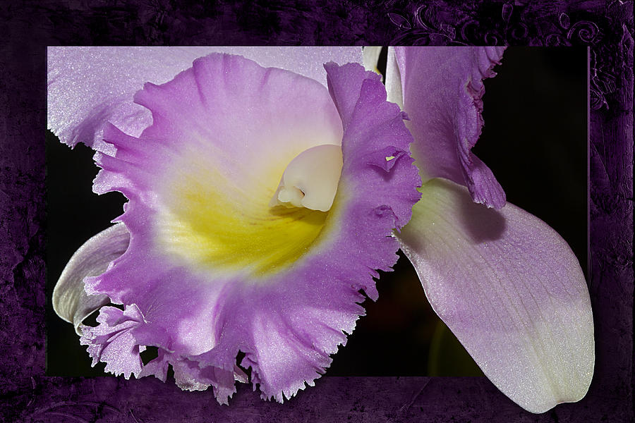 Framed Purple Orchid Photograph by Phyllis Denton
