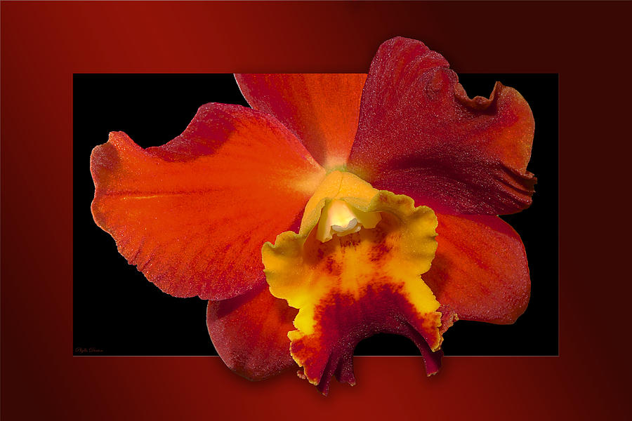Framed Red Orchid  Photograph by Phyllis Denton