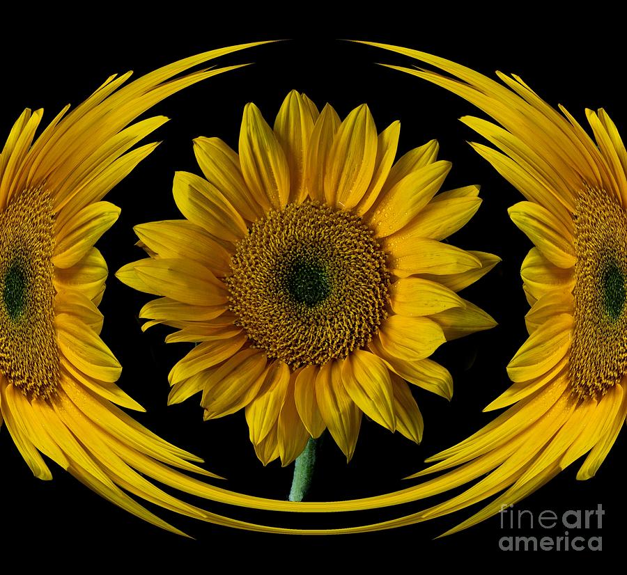 Framed Sunflower Photograph by Shirley Mangini