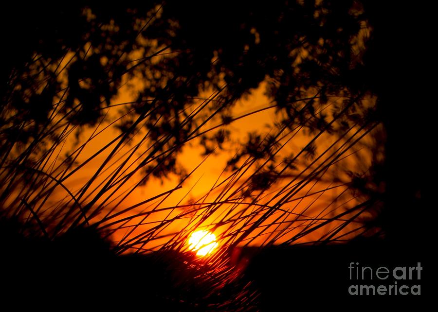 Sunset Photograph - Framed Sunset Reeds  by Imani  Morales