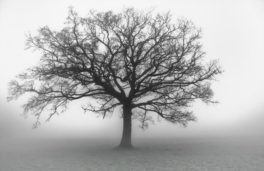 Nature Photograph - Framed tree by Fog by David Resnikoff