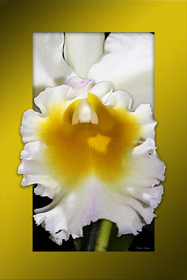 Orchid Photograph - Framed White Orchid by Phyllis Denton