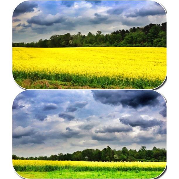 Spring Photograph - #framemagic #field Of #yellow #flowers by Lori Lynn Gager