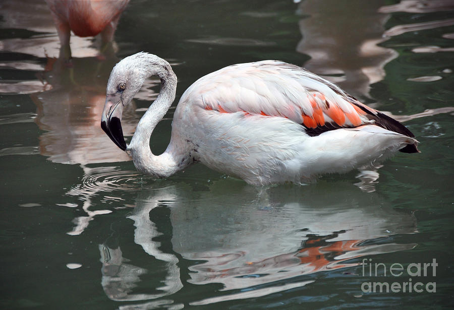 Flamingo Photograph - Framingo by Savannah Gibbs