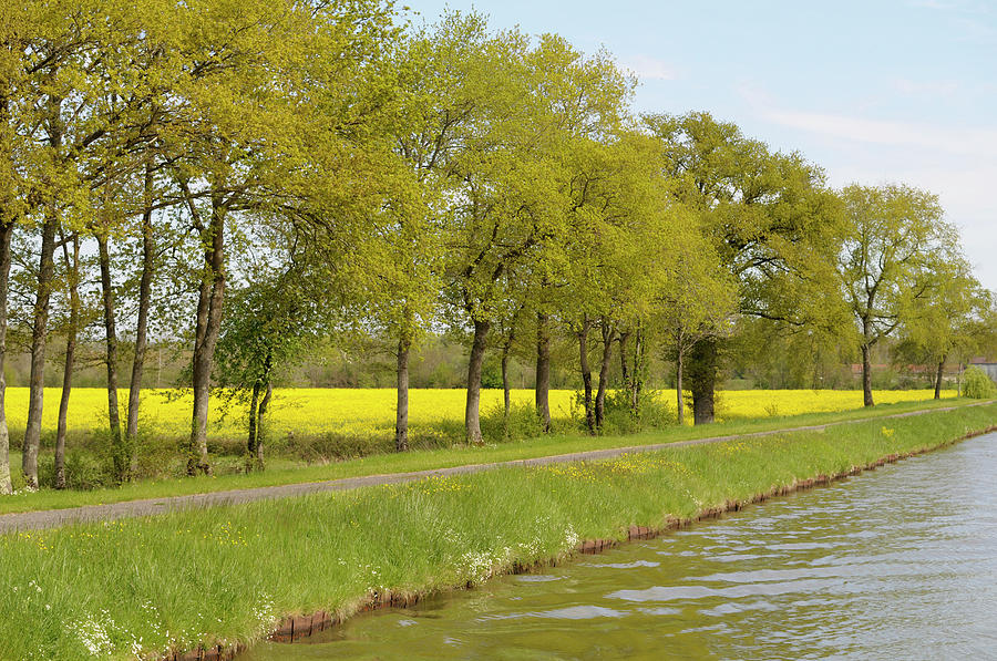 France, Loire Trees And Mustard Fields Photograph by Kevin Oke Fine