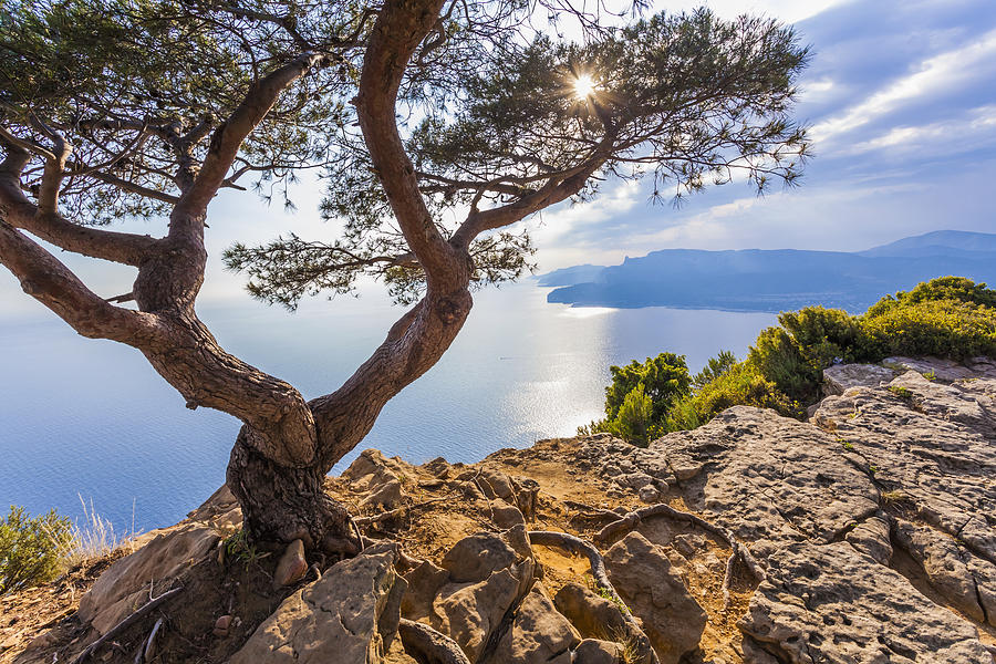 France, Provence-Alpes-Cote dAzur, Bouches-du-Rhone, Mediterranean coast, near La Ciotat and Cassis, Corniche des Cretes, Tree against the sun Photograph by Westend61