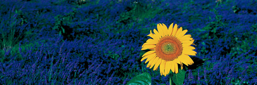 Sunflower Photograph - France, Provence, Suze-la-rouse by Panoramic Images
