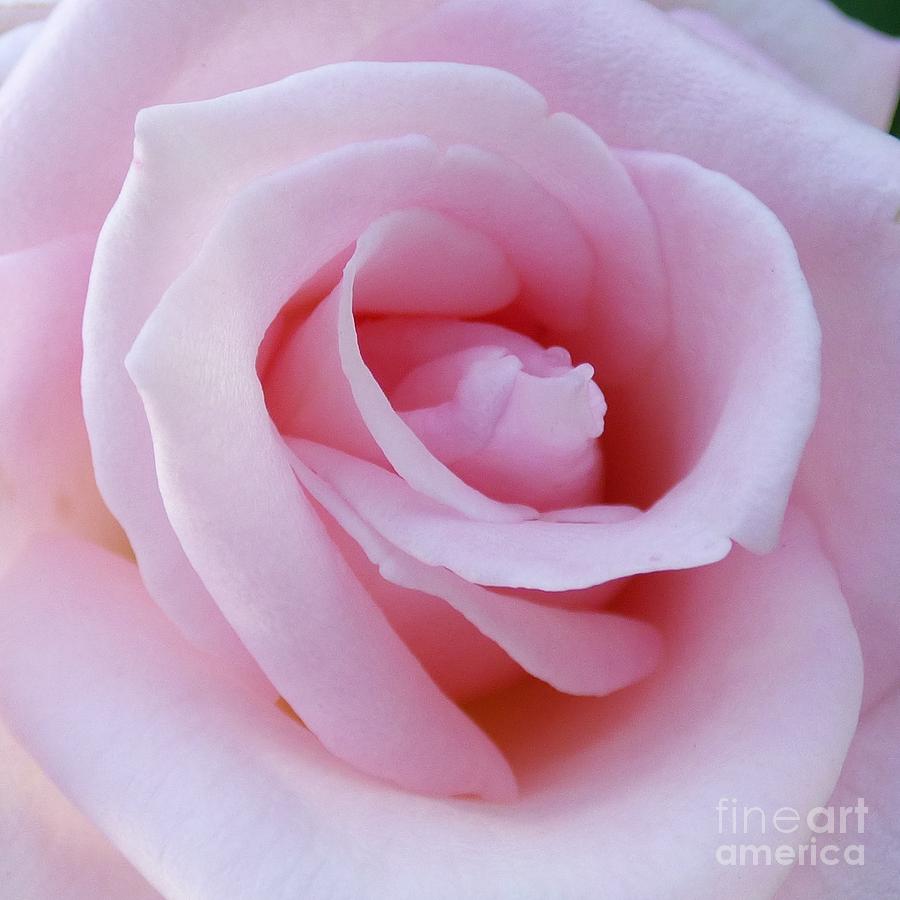 Francis Meilland Hybrid Tea Rose Photograph by Jean Wright