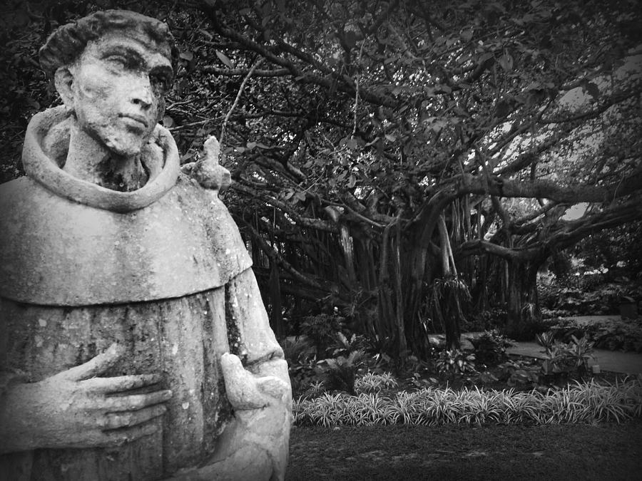 Francis of Assisi Patron Saint of Birds by the Cypress Tree Photograph by Kelly Hazel