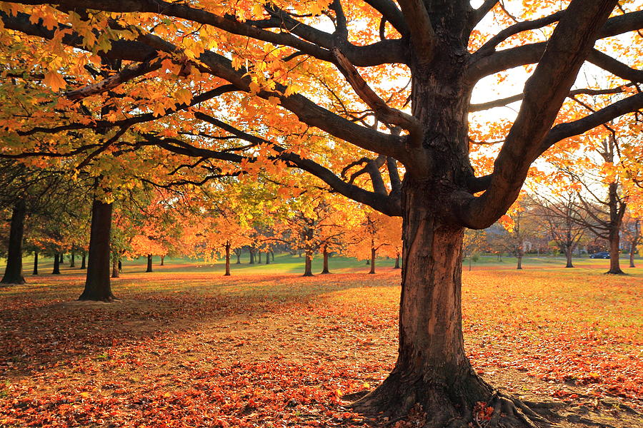 Francis Park Autumn Maple Photograph by Scott Rackers