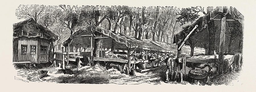 Paris Drawing - Franco-prussian War Refuges In The Jardin Des Plantes by French School