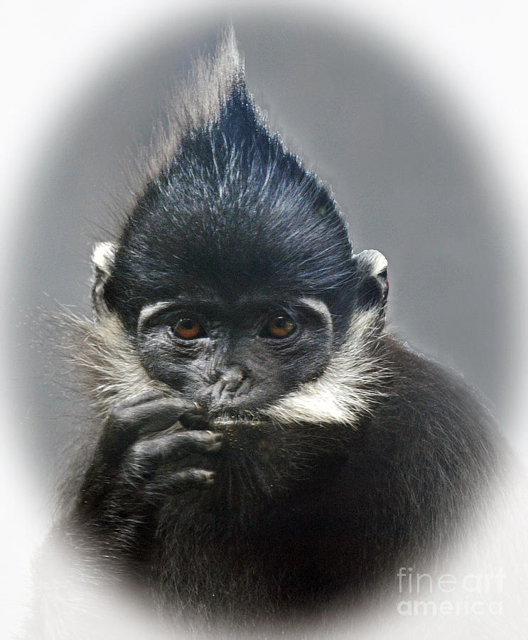 Tree Photograph - Francois Langur Monkey III by Jim Fitzpatrick