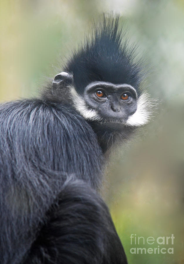 Francois Langur Monkey Photograph by Jim Fitzpatrick