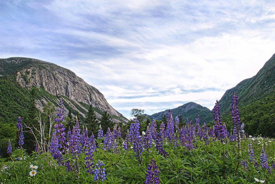 Franconia Lupines Photograph by Andrea Galiffi