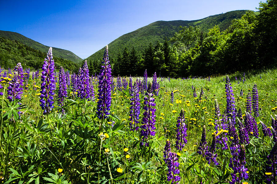Flowers Still Life Photograph - Franconia Notch Lupines by Robert Clifford