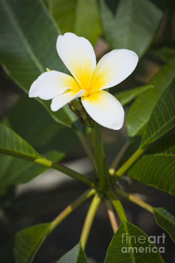Miami Photograph - Frangipani Flower by Juan Silva