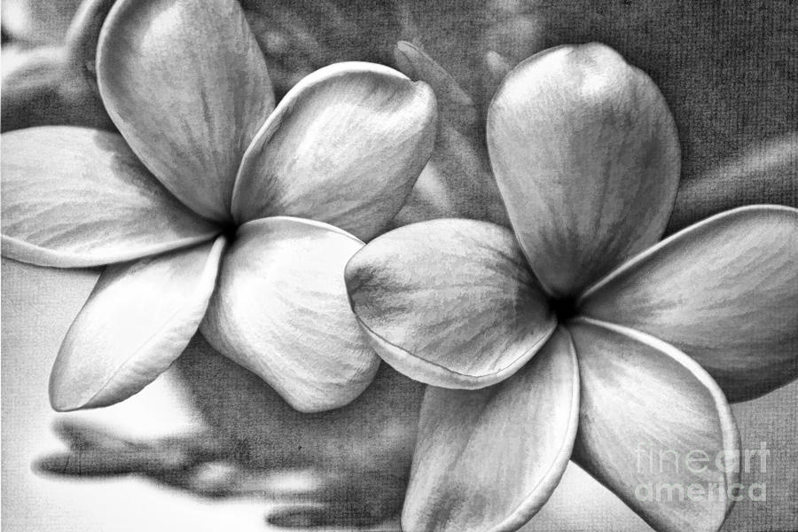 Frangipani In Black And White Photograph by Peggy Hughes