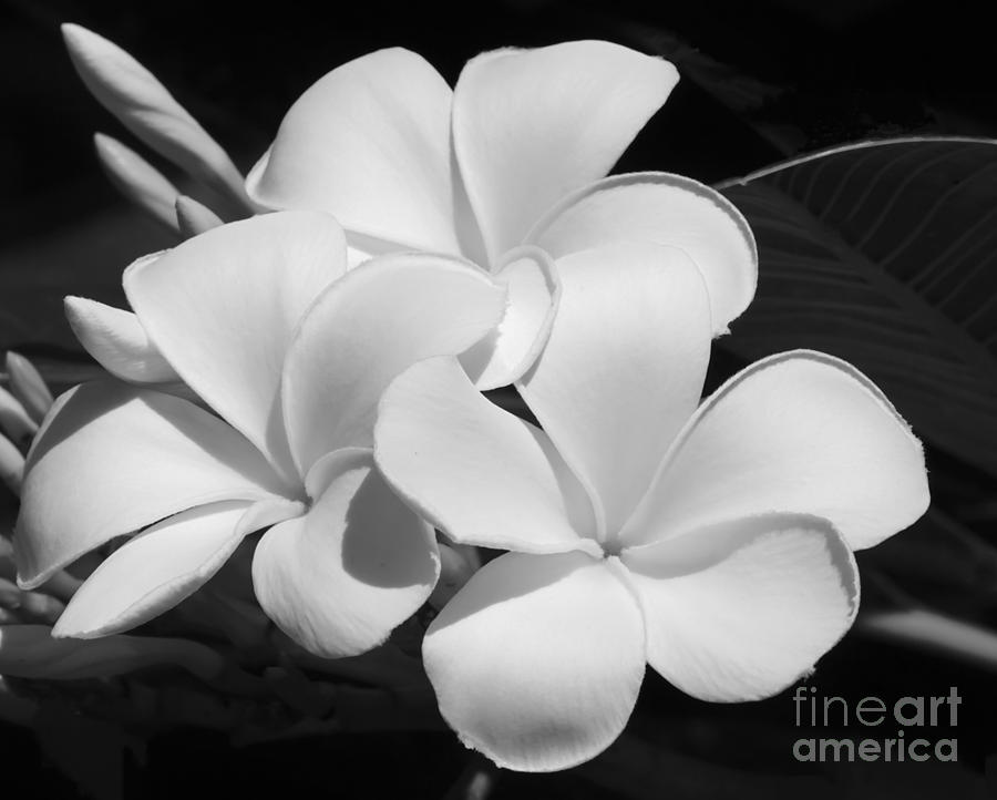 Black And White Photograph - Frangipani in Black and White by Sabrina L Ryan