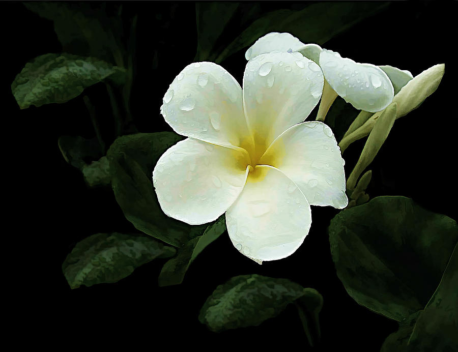 Flower Photograph - Frangipani by Marcia Colelli