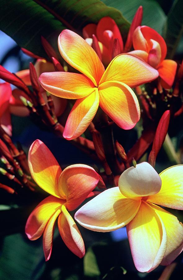 Nature Photograph - Frangipani (plumeria Tricolor) by Dr. John Brackenbury/science Photo Library