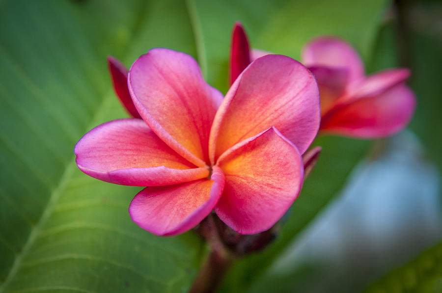 Flower Photograph - Frangipani by Scott Mullin
