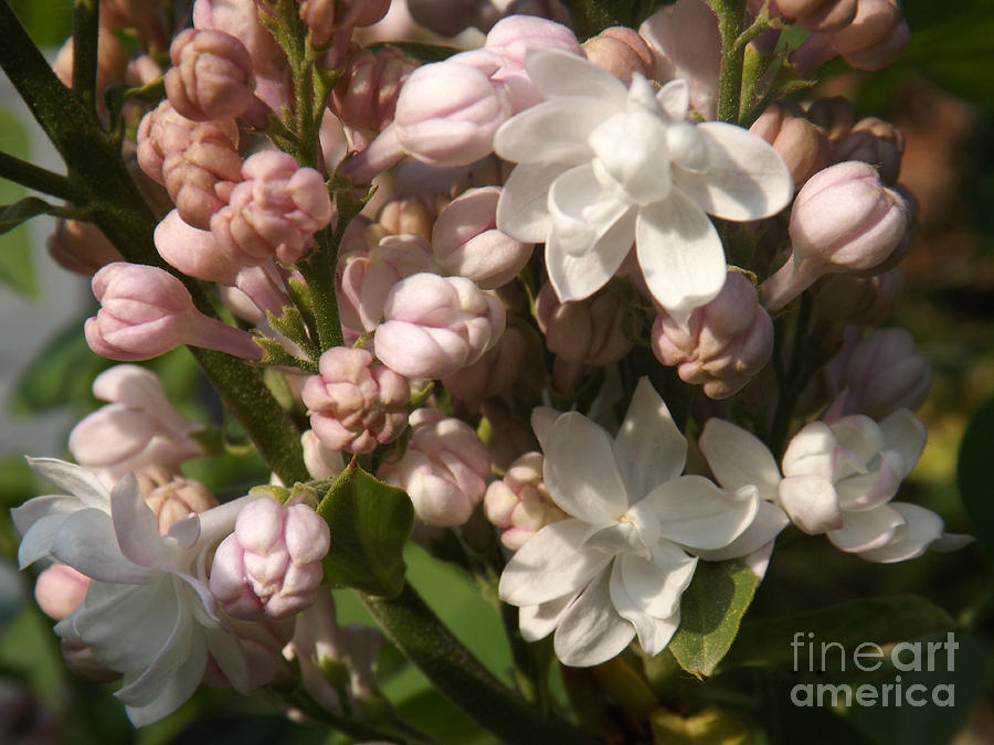 Frangrant French Lilac Photograph by Brenda Brown