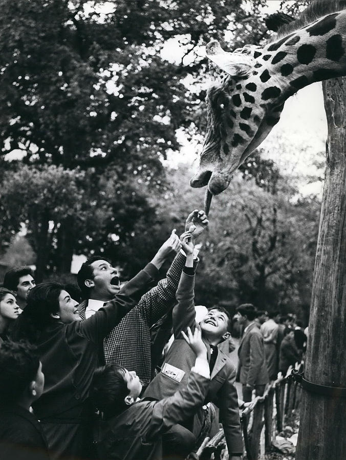Vintage Photograph - Frank Wolff Visits The Zoo by Retro Images Archive