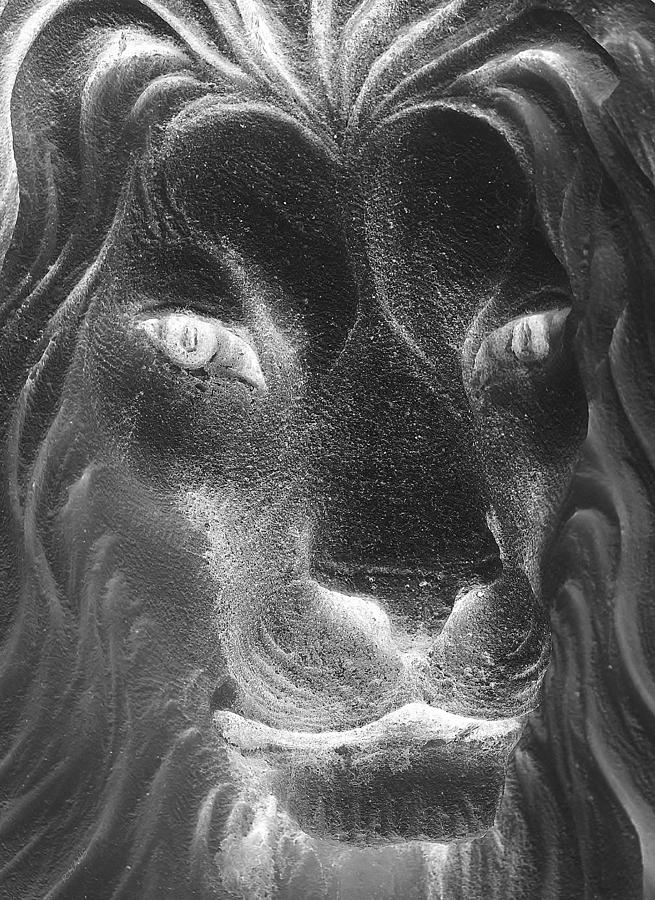 Lion Photograph - Frankie Lion Negative by Rob Hans