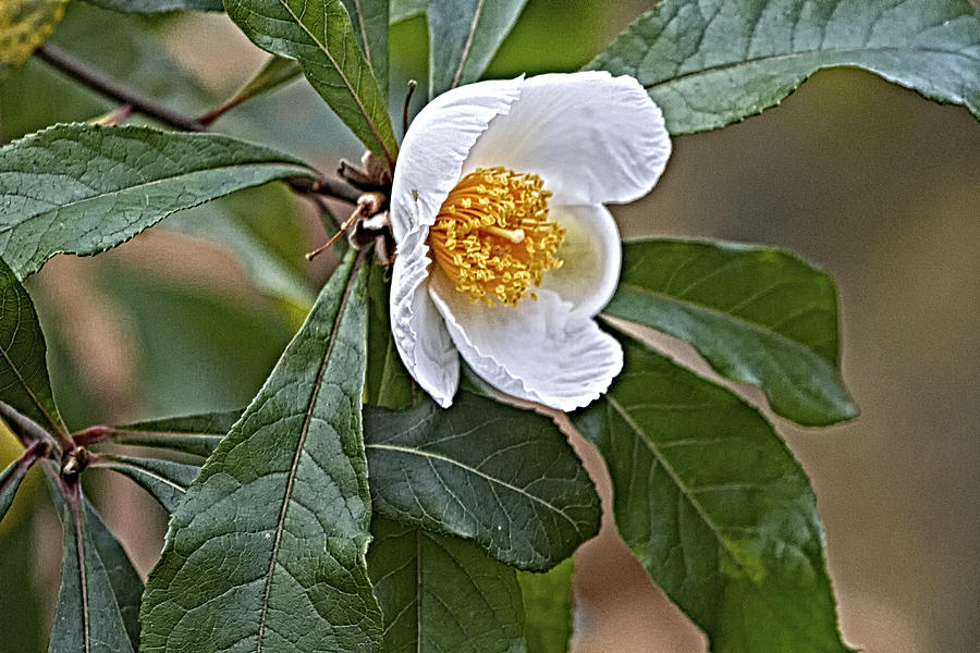 Franklinia Blossom  Photograph by Constantine Gregory