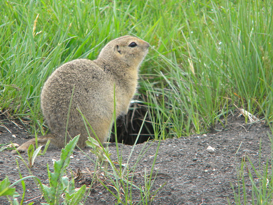 Franklins ground-squirrel Photograph by James Petersen