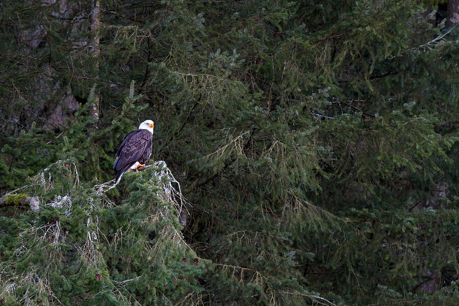 Fraser Valley Bald Eagle Festival Photograph by Michael Russell
