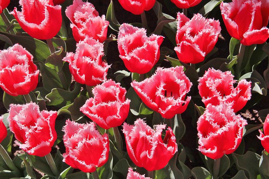 Frayed Edge Pink Tulips Photograph by Laurie Tracy - Fine Art America