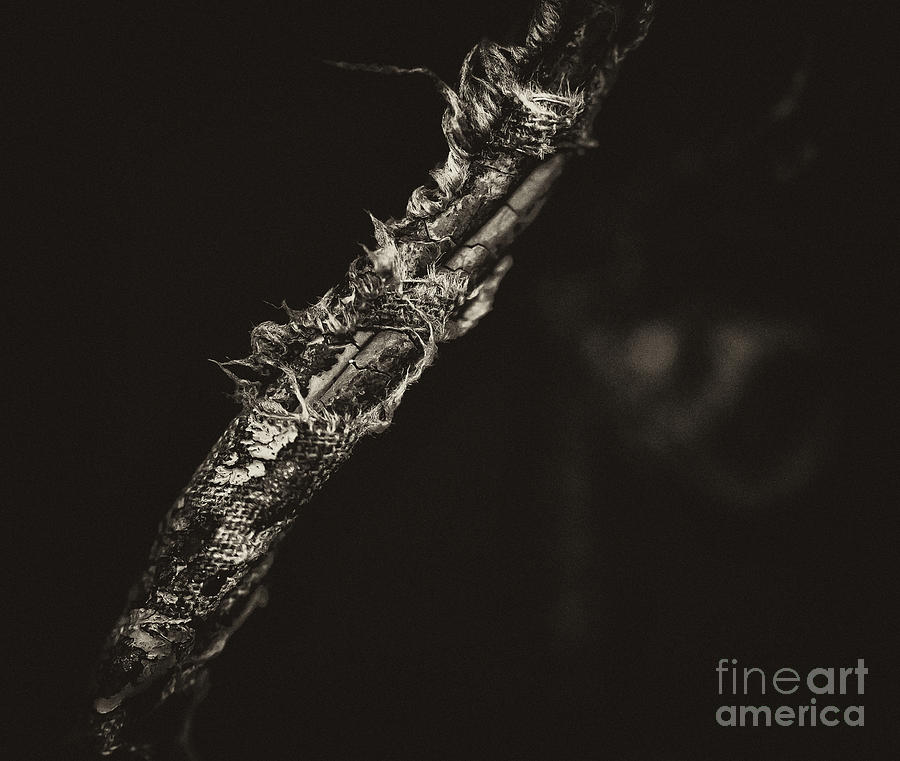 Frayed Wire Photograph by Wilma  Birdwell