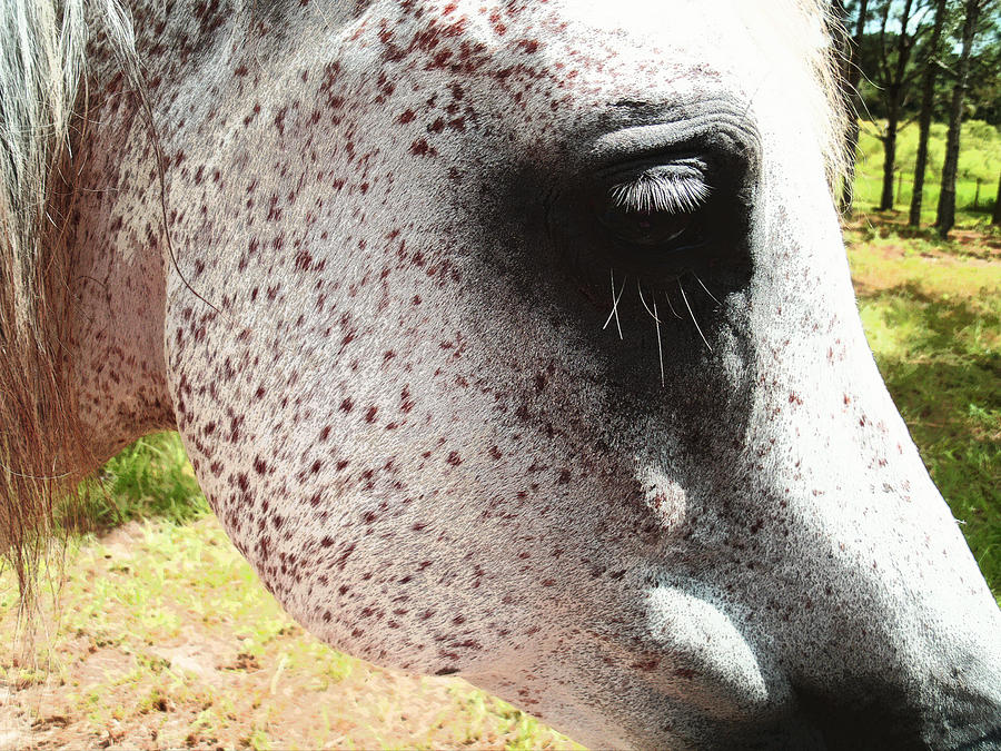 Horse Photograph - Freckle Face by Ginny Schmidt