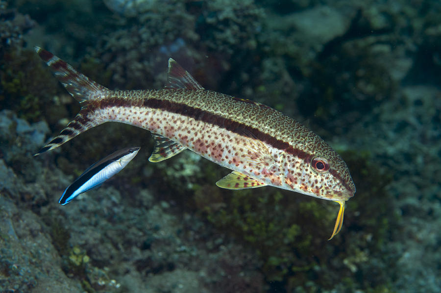 Freckled Goatfish And Blue-streaked Photograph by Colin Marshall