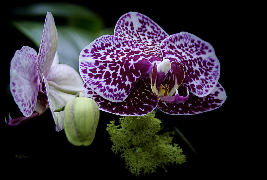 Freckled Orchids Photograph by Julie Palencia