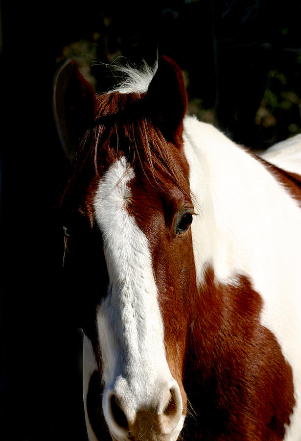 Horse Photograph - Fred by Anthony Jones