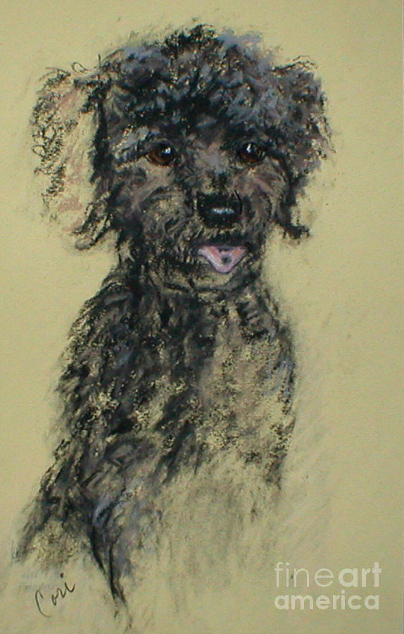 Poodle Drawing - Fred by Cori Solomon