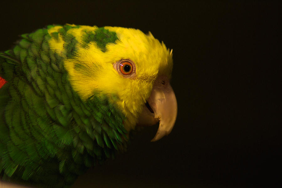 Fred The Amazon Parrot Photograph by Melissa Messick