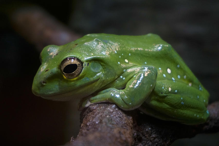 Freddy the Frog Photograph by Patrick Farrell - Fine Art America