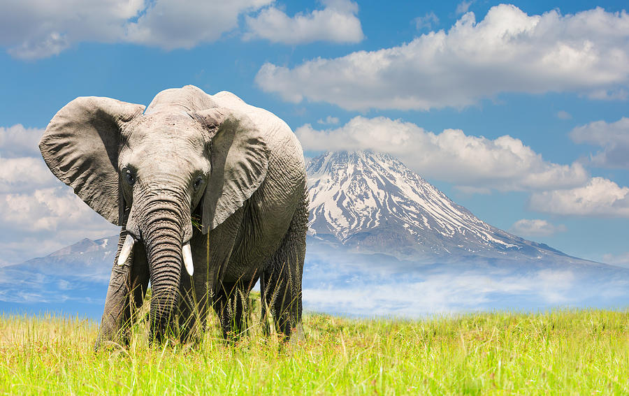 Free African Elephant and mountain Photograph by 1001slide